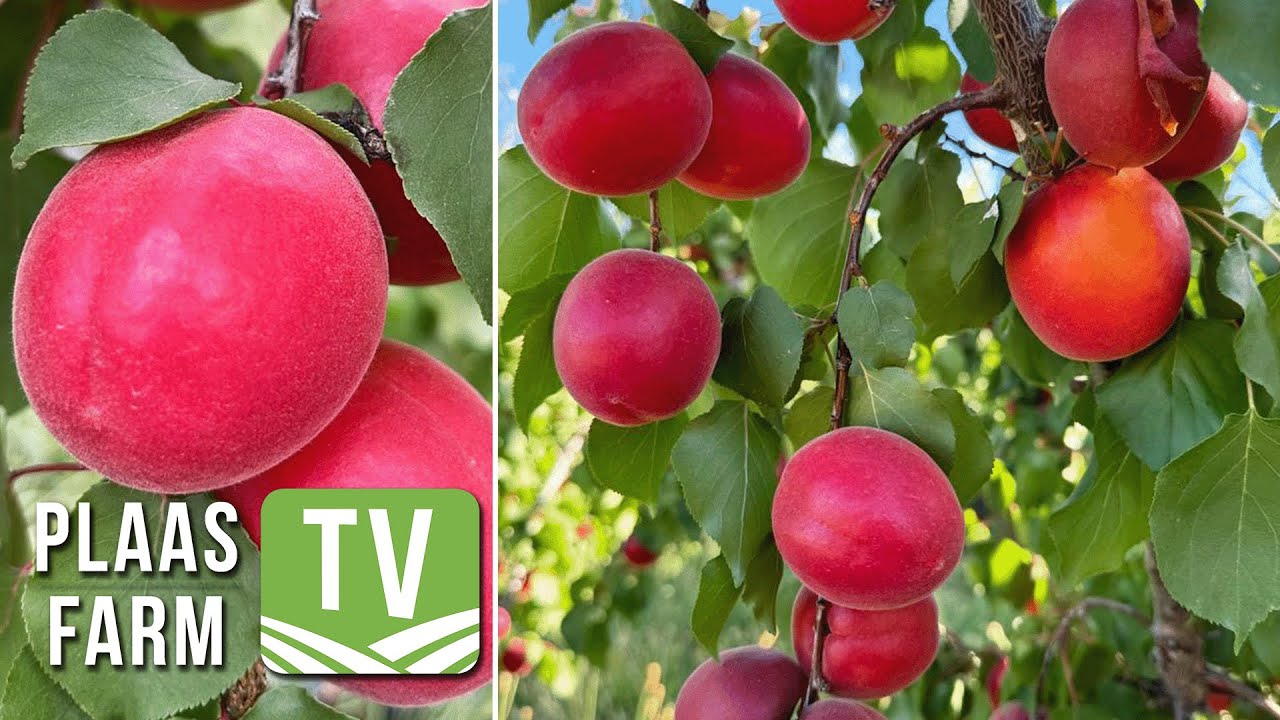 Appelkose: Die venster van geleentheid wink