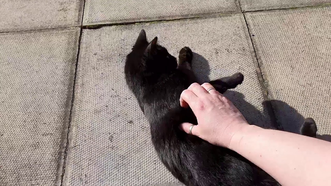 Weekly Cat - My little neighbour Mowgli