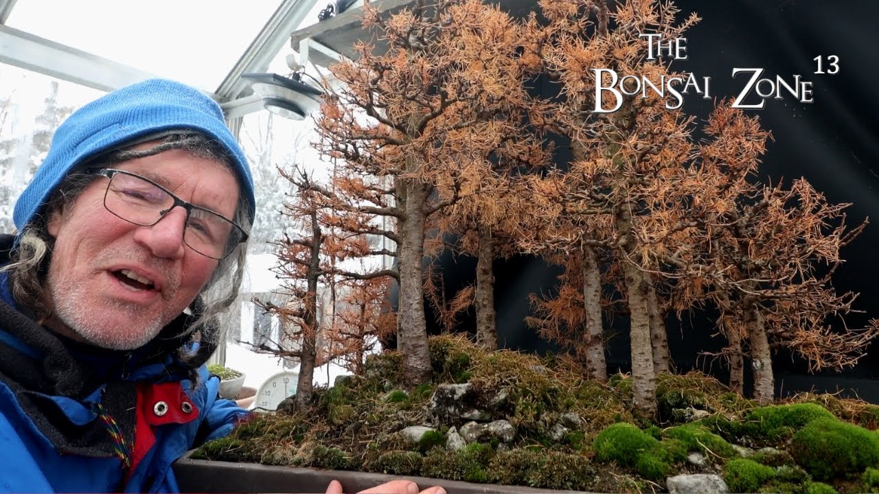 Working on My Larch Forest, Part 1, The Bonsai Zone, Jan 2026