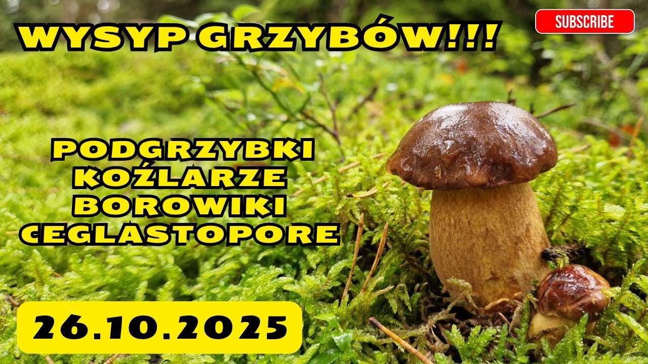 MEGA WYSYP GRZYB&Oacute;W! Podgrzybki i Koźlarze 2025! #mushroom #grzyby2025 #grzyby #fungi #pilze #nature