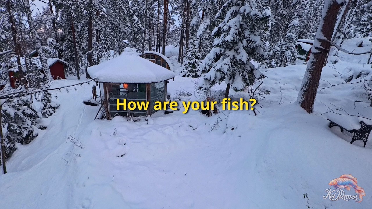 ❄️ What Do Koi Fish Do in Winter? | A Look Under the Ice 🐟