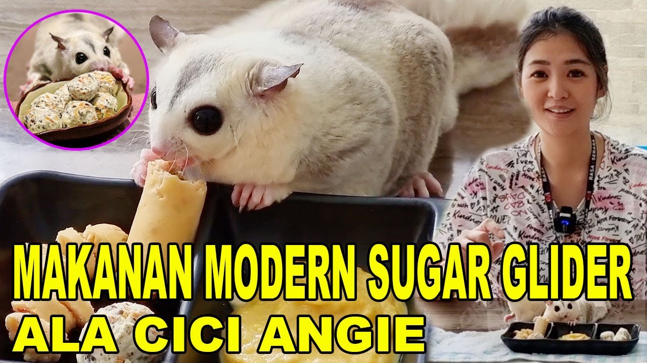 MAKANAN MODERN SUGAR GLIDER BUATAN CICI ANGIE