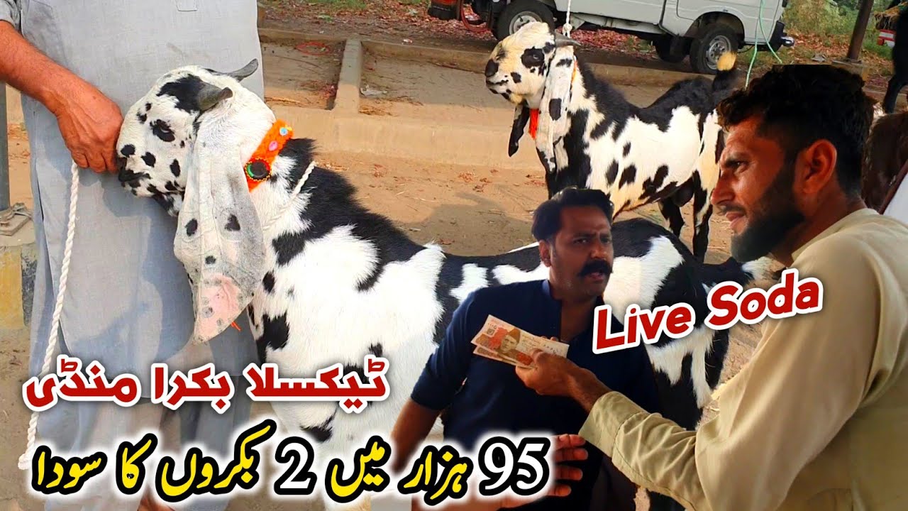 Live Soda Friday Taxila Bakra Mandi Latest Update 8 November 2024