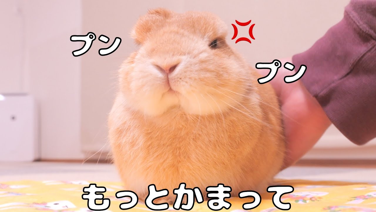 ちょっとでもミミを優先するとムギがスネて、鼻まで膨らんでしまいます【No.1719】
