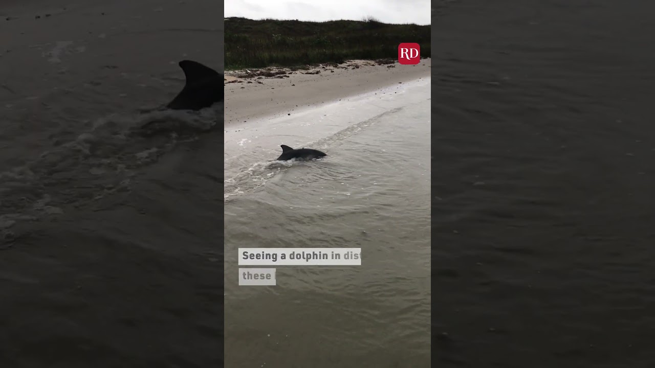 Guy Rescues Baby Dolphin