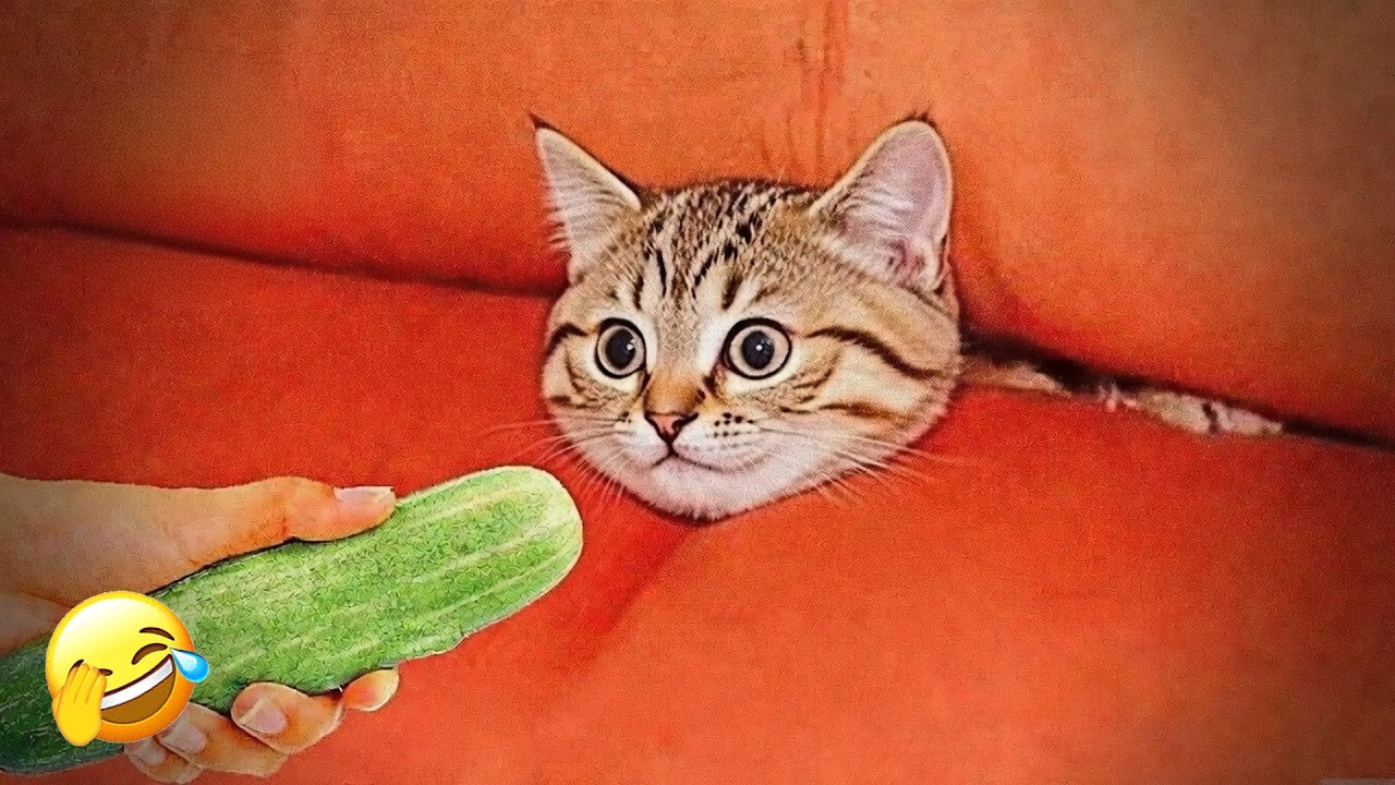 You Laugh You Lose 💥 Funniest Cats and Dogs videos that will make you cry laughing 🐶