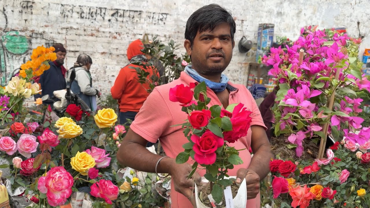 Galiffstreet Market Rare Rose Bougainvillea & winter Flowers | Best Flowers Flower Forever 