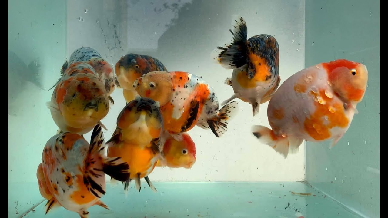Best of the best quality goldfish
