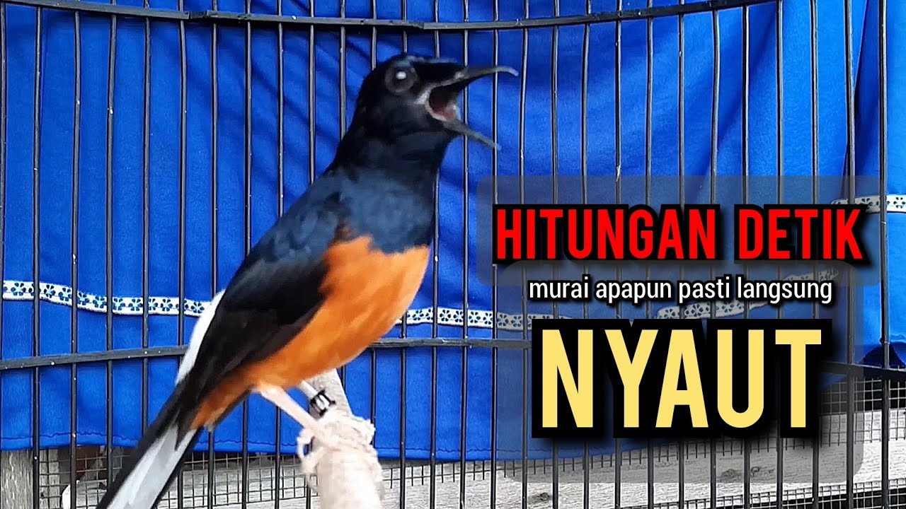 murai batu gacor AMPUH buat PANCINGAN murai batu agar bunyi JADIKAN burung murai gacor EMOSI NYAUT