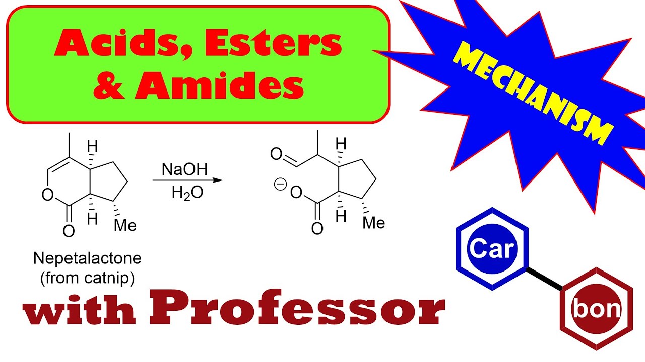 Lactone hydrolysis reaction nepetalactone mechanisms Organic Chemistry Help Tutorial