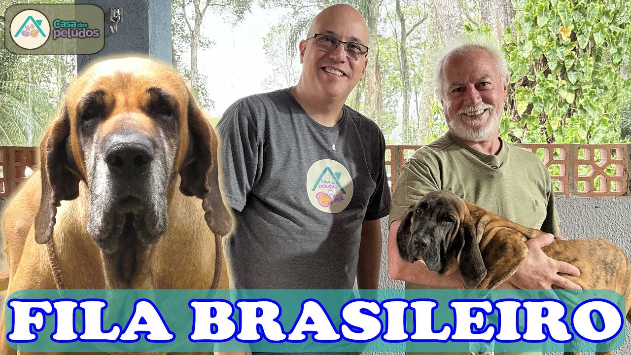 FILA BRASILEIRO: Verdades, Mitos e o Temperamento Real da Raça | Canil Sena Sene