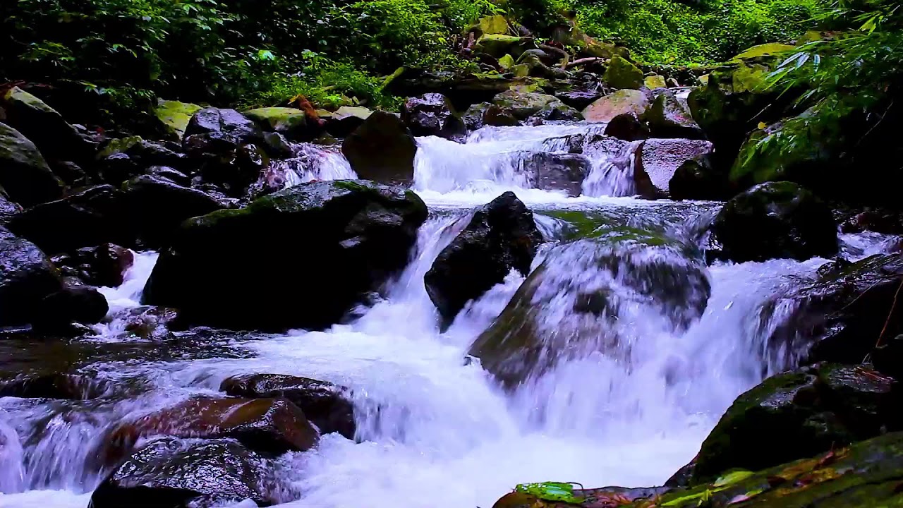 Pure Forest Stream White Noise | Deep Sleep Water Sounds for Insomnia Relief