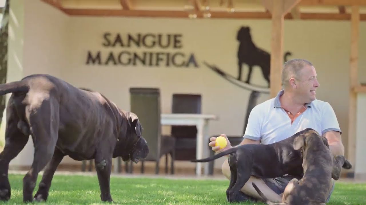 Sangue Magnifica kennel