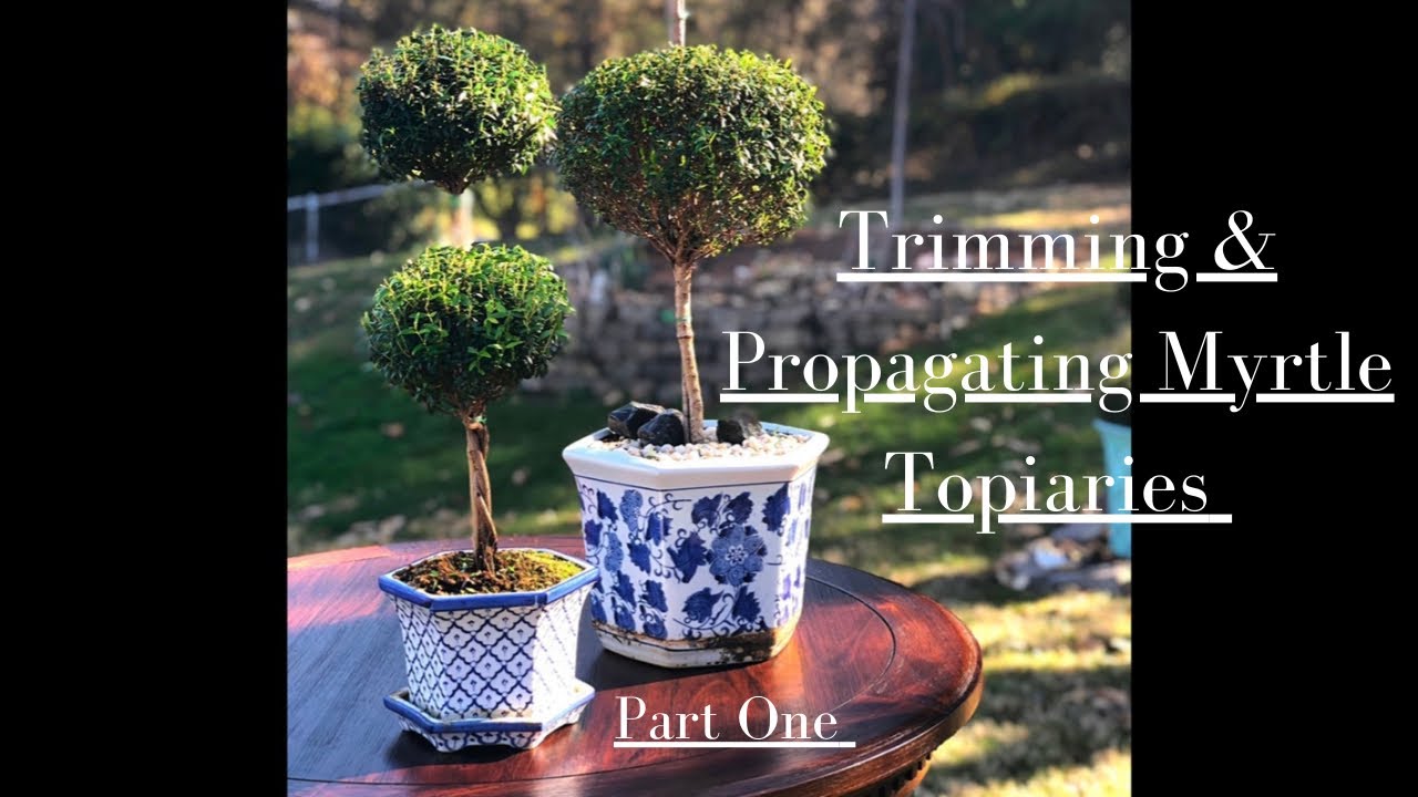 Trimming Myrtle Topiaries ✂️🌳
