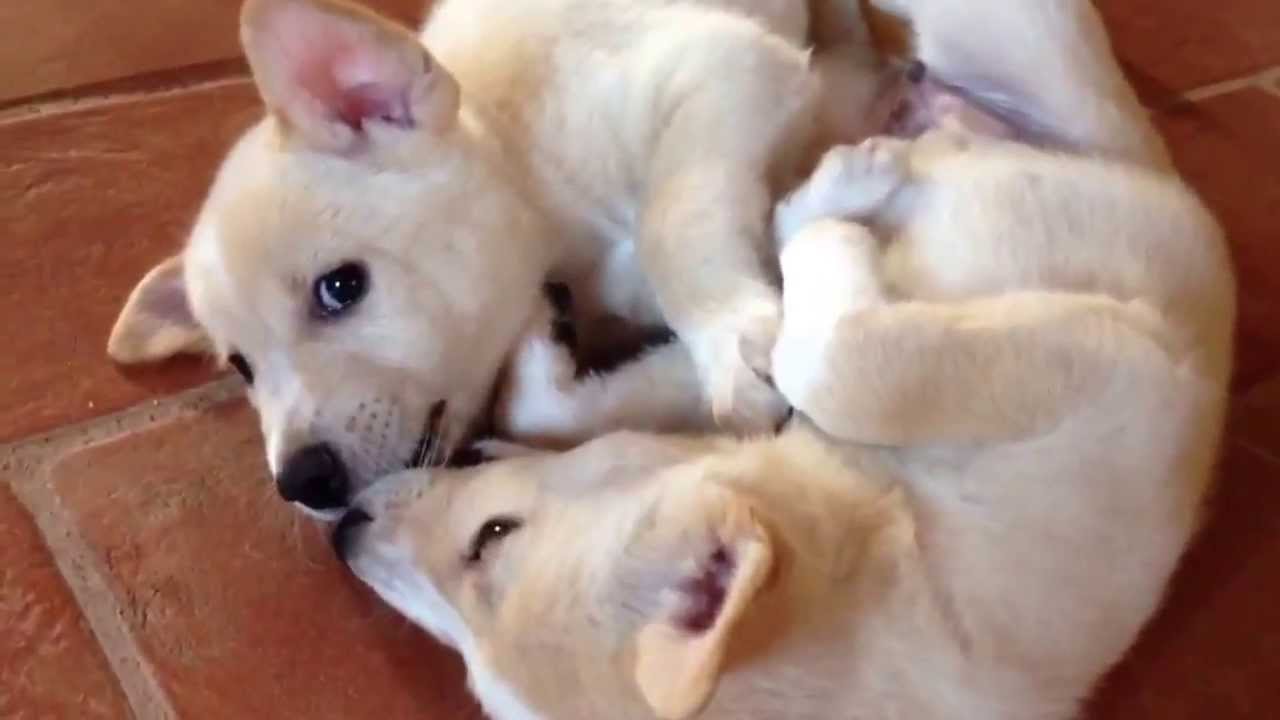 Canaan Dog 6 weeks old puppies daily life