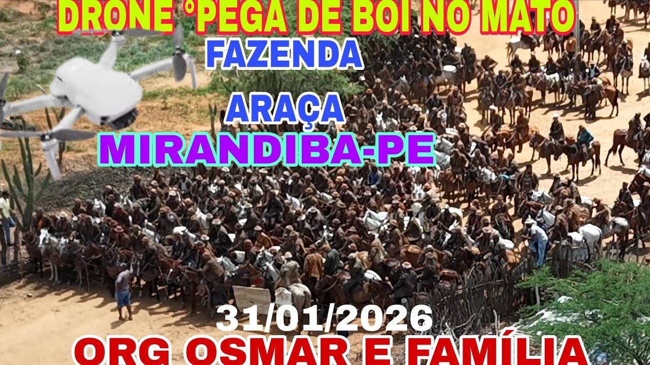 (DRONE)4°PEGA DE BOI NO MATO FAZENDA ARAÇA MIRANDIBA PE.ORG OSMAR E FAMILIA .31/01/2026