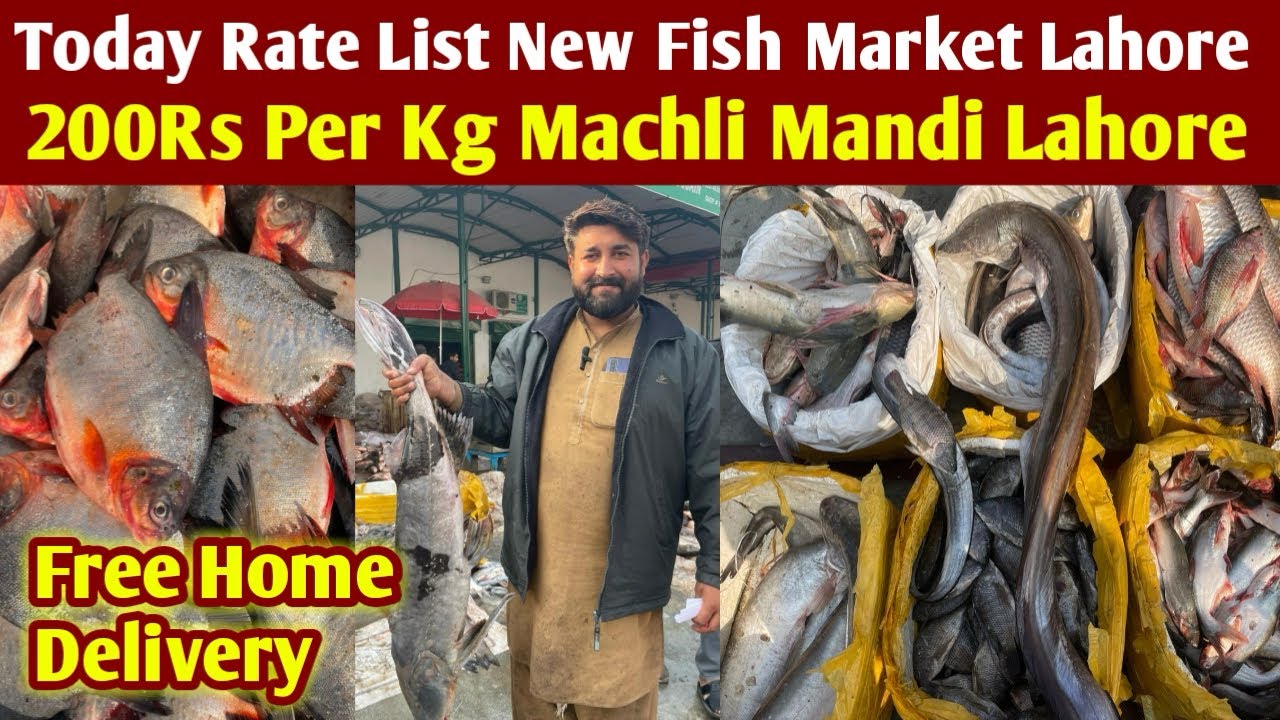 Update New Fish Market | Machli Mandi Lahore | Taza Rate Machli Mandi | New Ratelist Machli Mandi