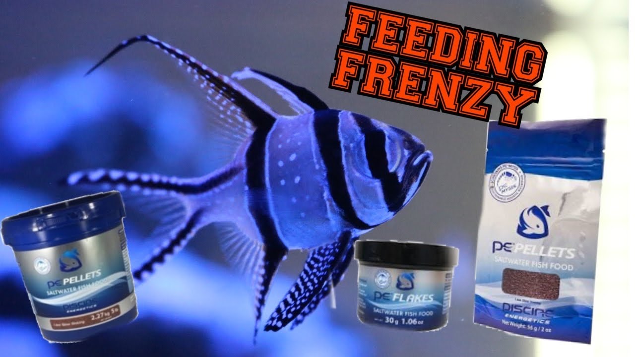 Feeding Frenzy - Piscine Pellet foods and flakes Review you don’t want to miss this !