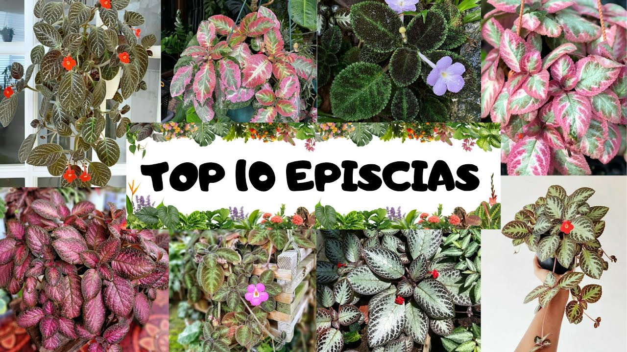 10 EPISCIAS