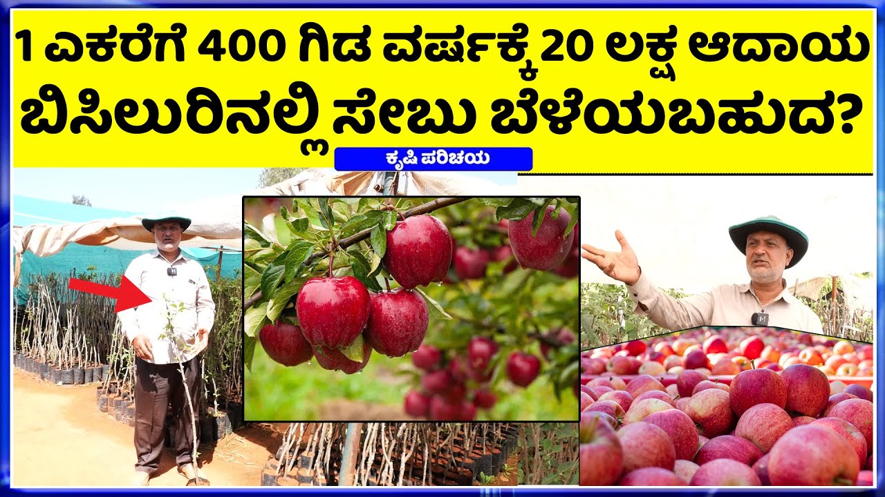 ರೈತರು Kgಗೆ 50ರೂ. ಕೊಟ್ಟರು ಲಾಭವಂತೆ || ಕರ್ನಾಟಕದಲ್ಲಿ ಮಾರ್ಕೆಟಿಂಗ್ ಗೆ ಸಮಸ್ಯೆ ಇಲ್ಲವಂತೆ