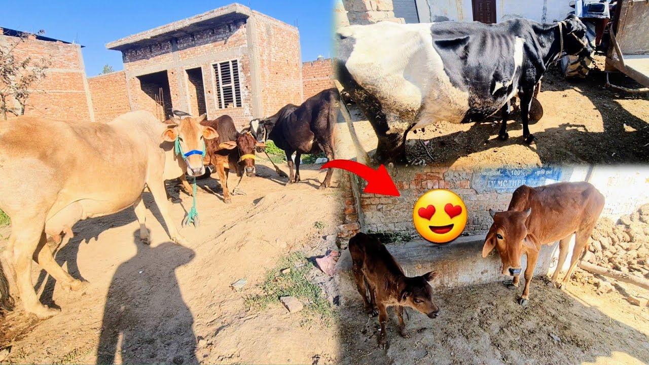 Finally Aayan Ki Dono Cow Or New Cow Baby Ko Bahar Dhoop Me Nikal Diya 😍 Kitne Piare Lagre Sab 🥰