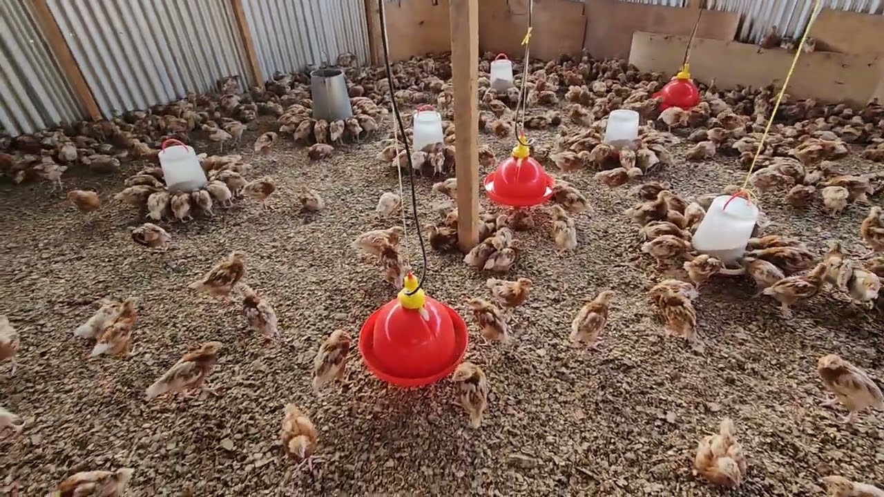 Step-by-Step Brooding Preparation for Layers & Broilers