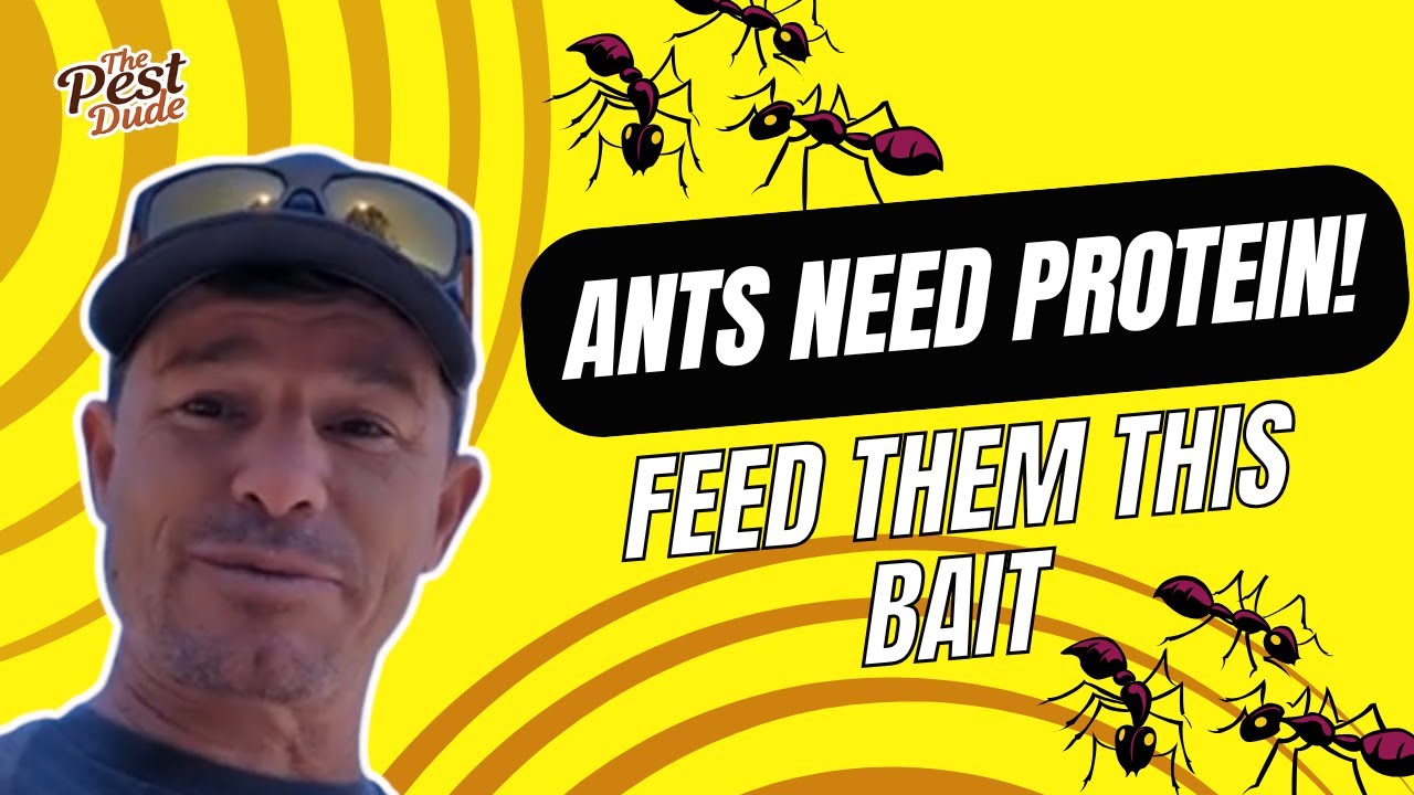Ants need protein! Feed them the bait they are asking for!
