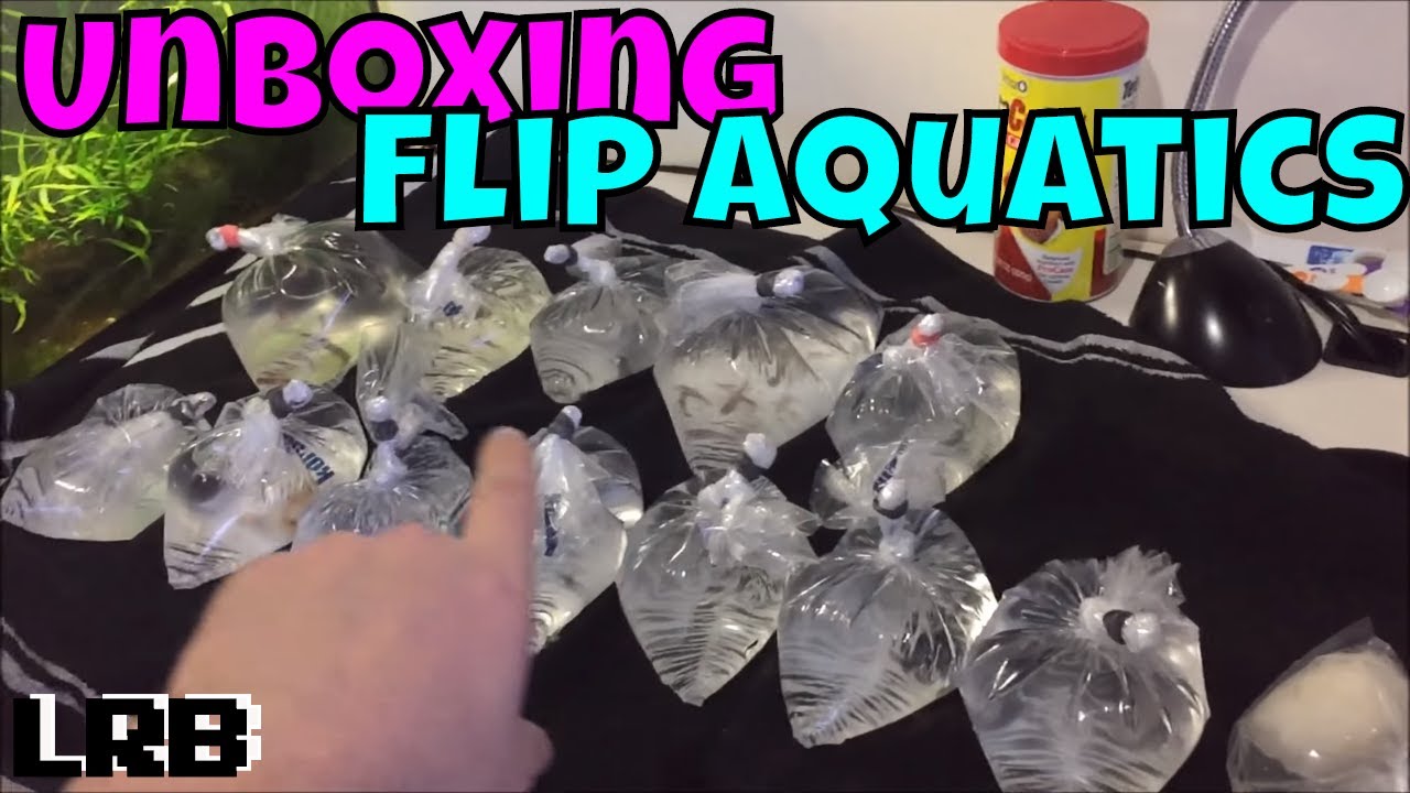 Unboxing Flip Aquatics What I Hauled Back from the Trip