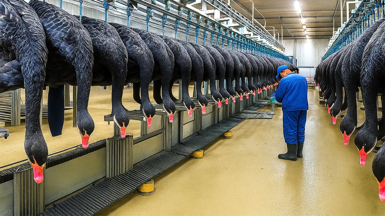 Millionen Schwarze Schw&auml;ne f&uuml;r Fleisch &ndash; Unglaubliche Schwarze-Schwan-Farmen Enth&uuml;llt!
