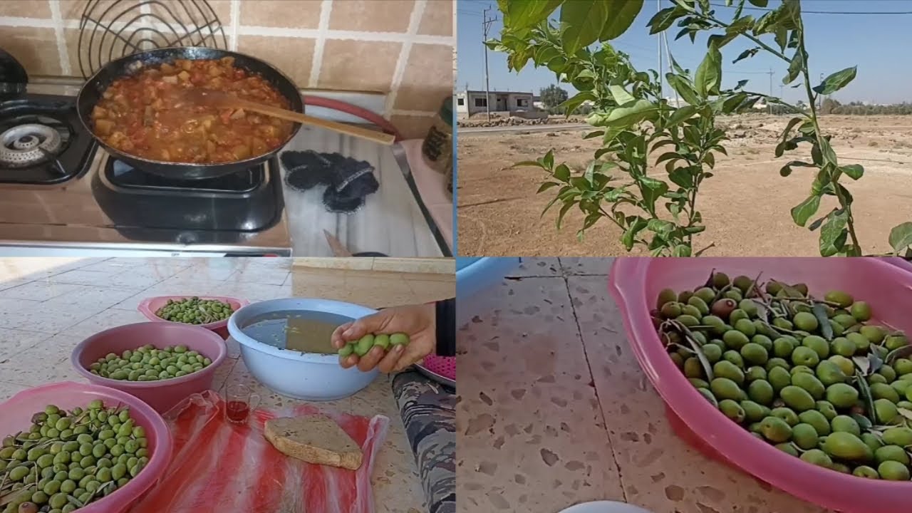 كبس الزيتون ع طريقة امي، مع غدا شعبي شبه منقرض 😅