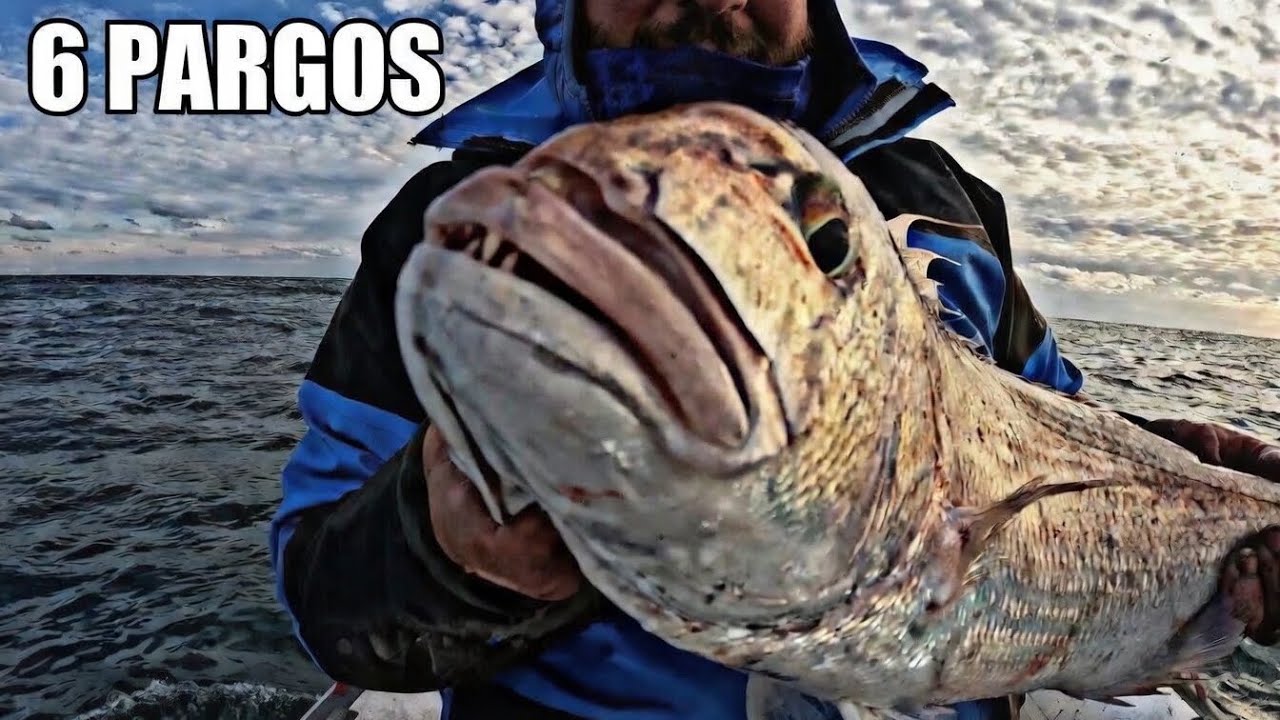 MONSTRUOS CON GRANDES DIENTES , MI Primera vez PESCANDO AL VIVO CON CALAMARES 