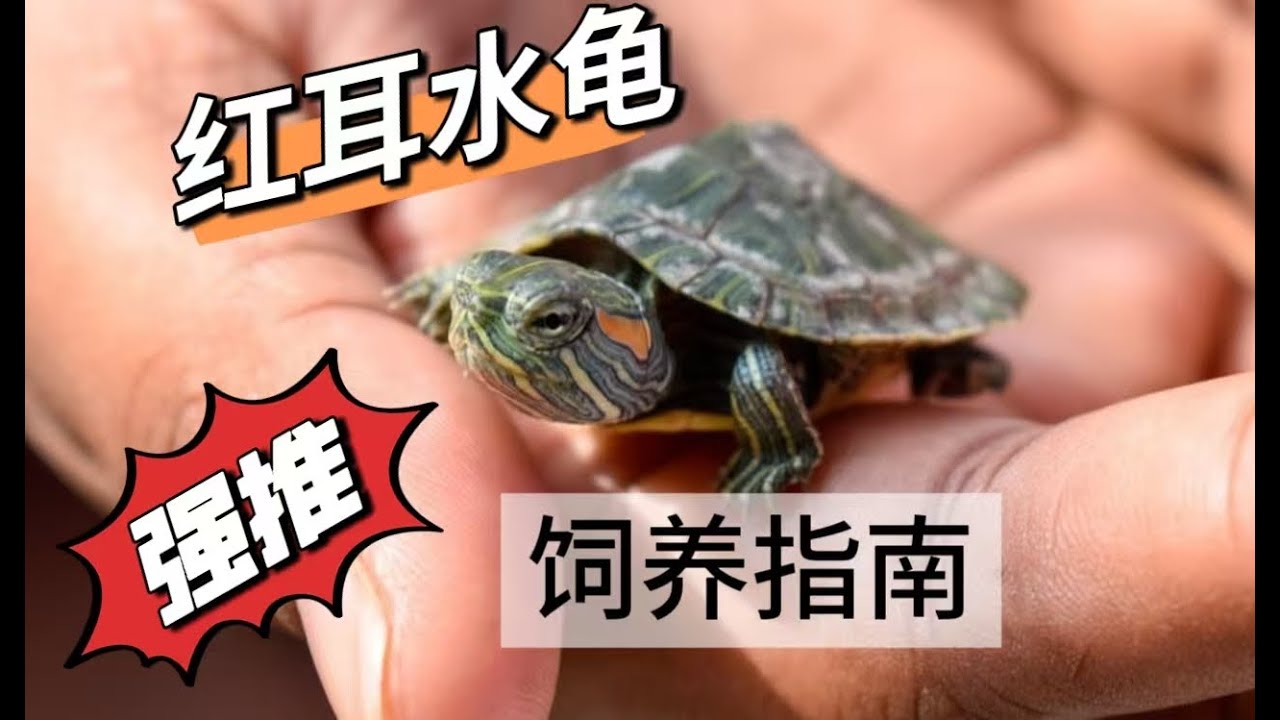 红耳水龟（巴西龟）饲养指南-新手推荐
