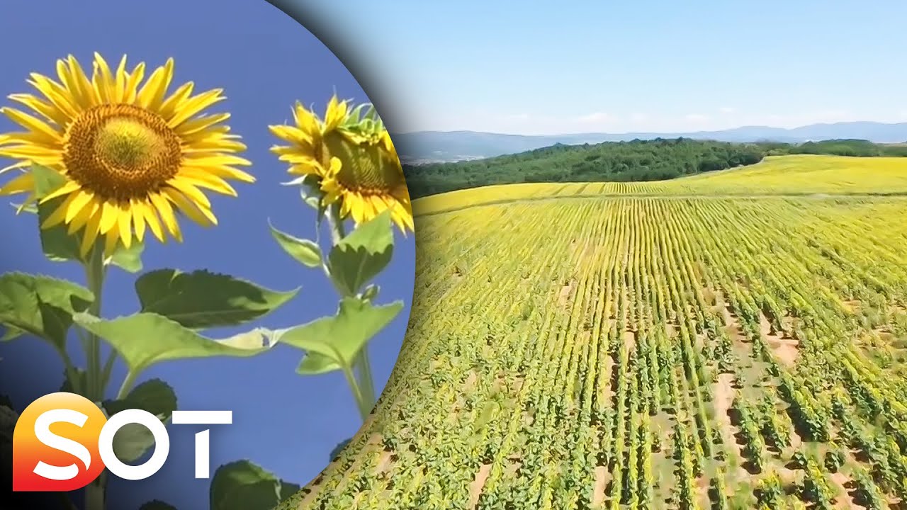Mbi 30 hektarë me luledielli në Mamushë  - 21 07 2022