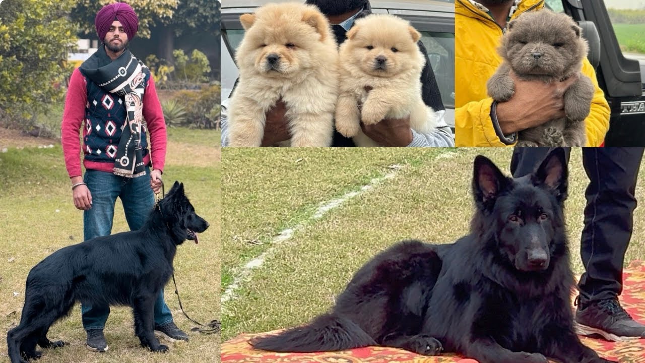Patiala Dog Show Punjab 2025🔥 German shepherd Speciality🐕 Cheapest puppy market in Punjab India‼️