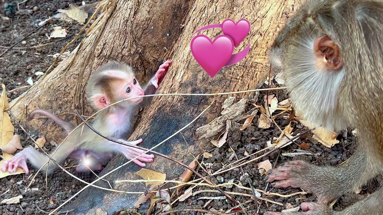 Copy of LIVE: Curious Baby Monkey Watches Mama Closely — Learning to Walk 🐒💛