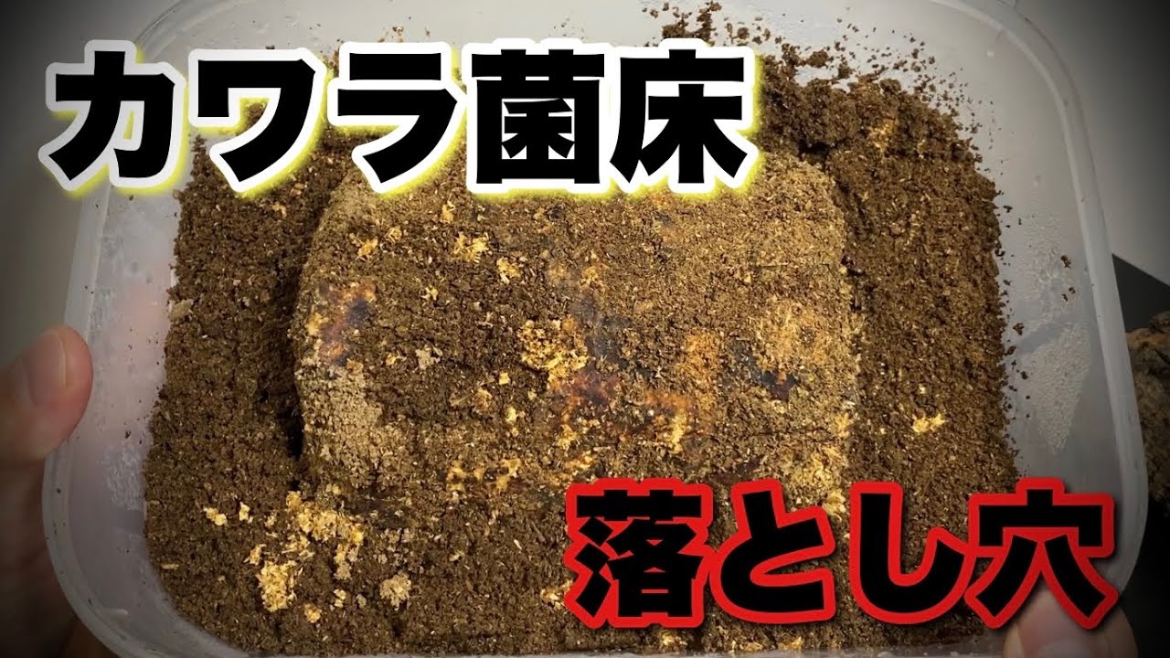 オオクワガタの幼虫割り出し カワラ菌床産卵の落とし穴...【クワガタ飼育】