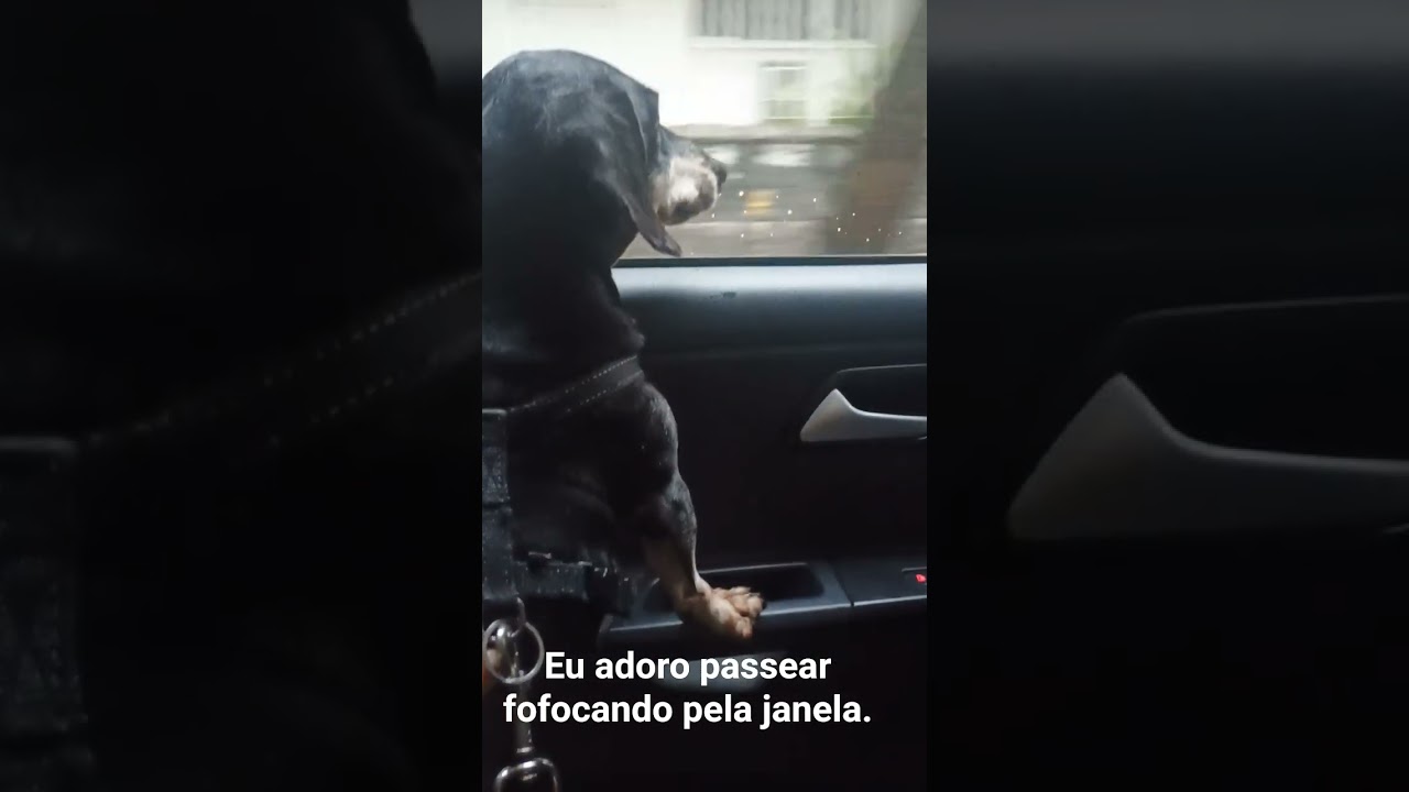 Olhando pela janela#cachorro #salsichinha #dachshund
