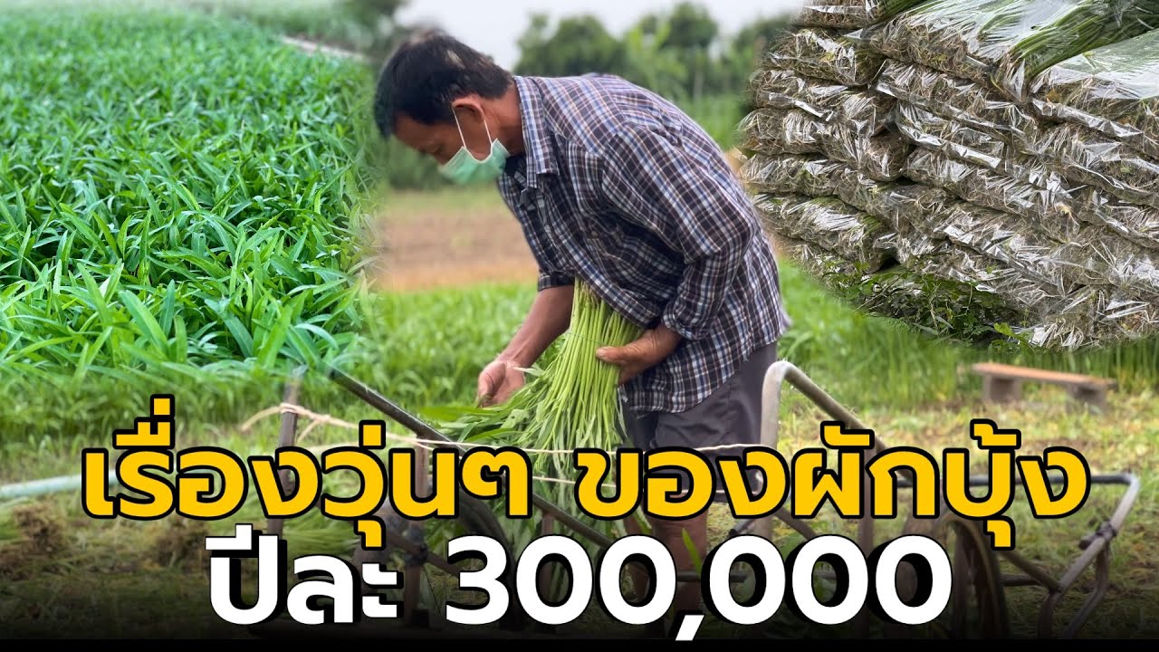 Хаотичная история ипомеи, 300 000 бат в год, выращивание ипомеи на продажу, получение дохода кажд...