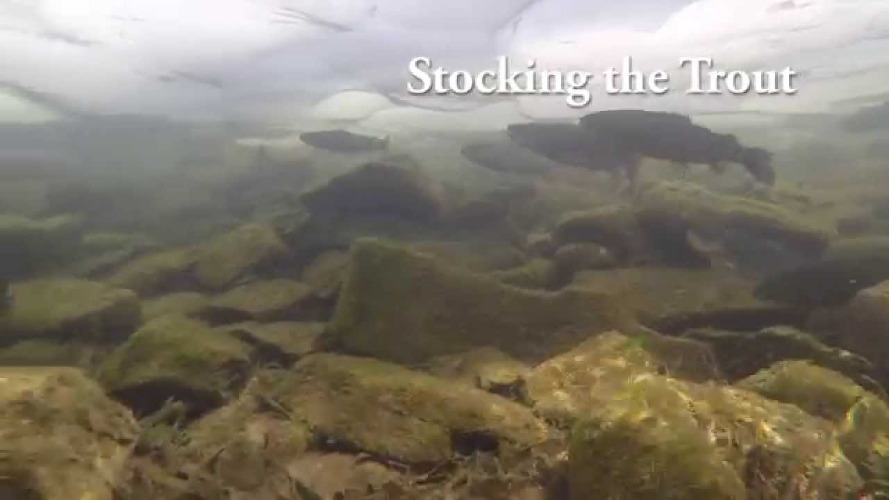 Raising Your Trout