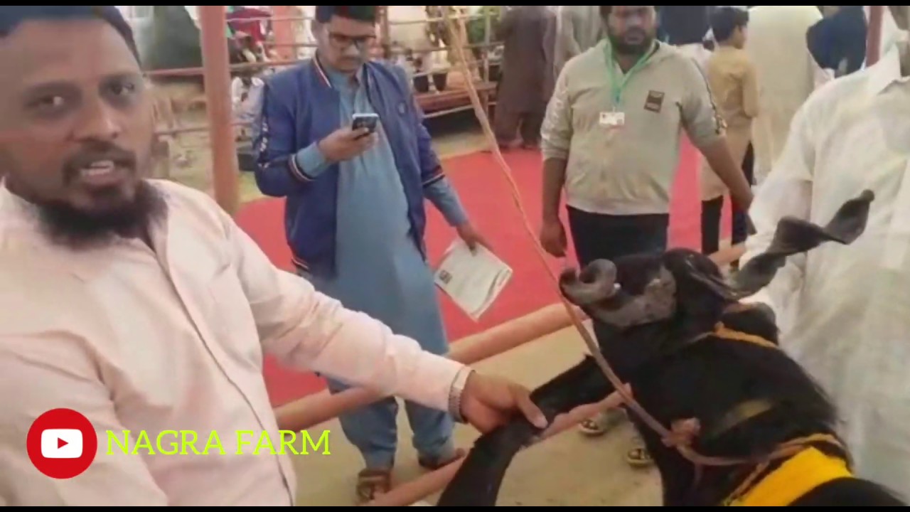 Dera Din Panah Goat in Livestock Expo 2020 | Milking Goats
