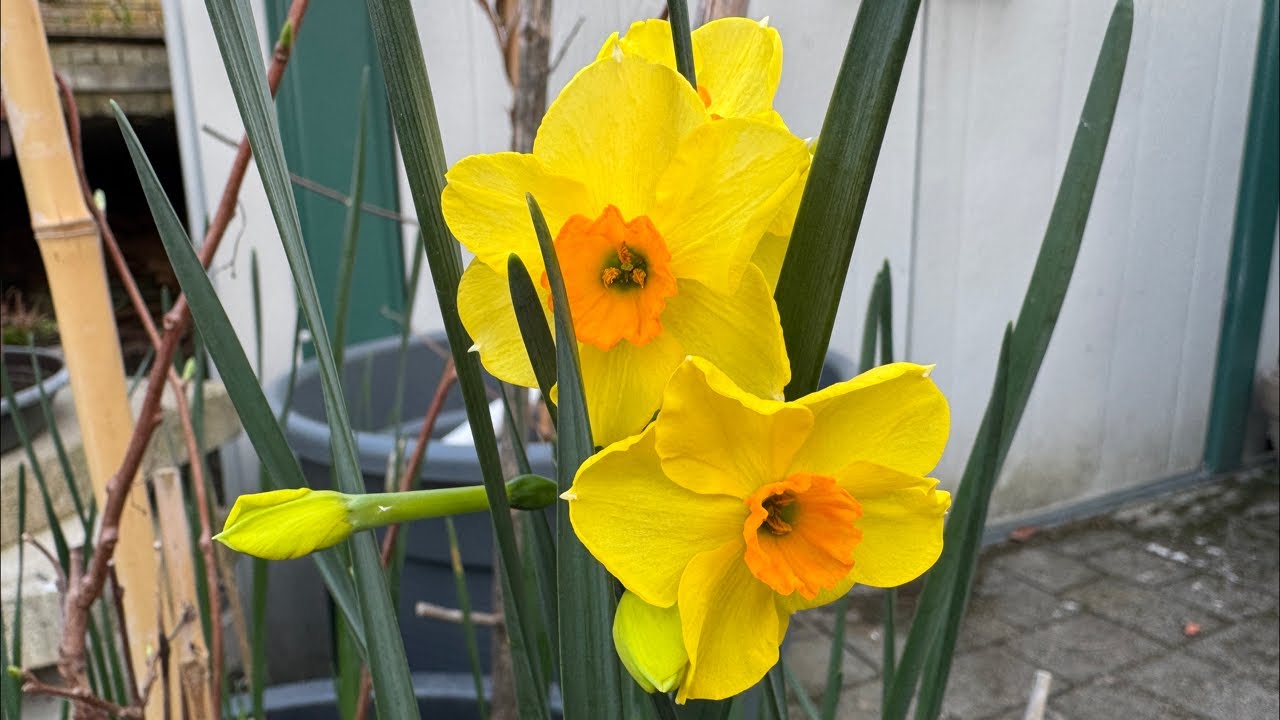 LOVELY DAFFODILS FLOWERS