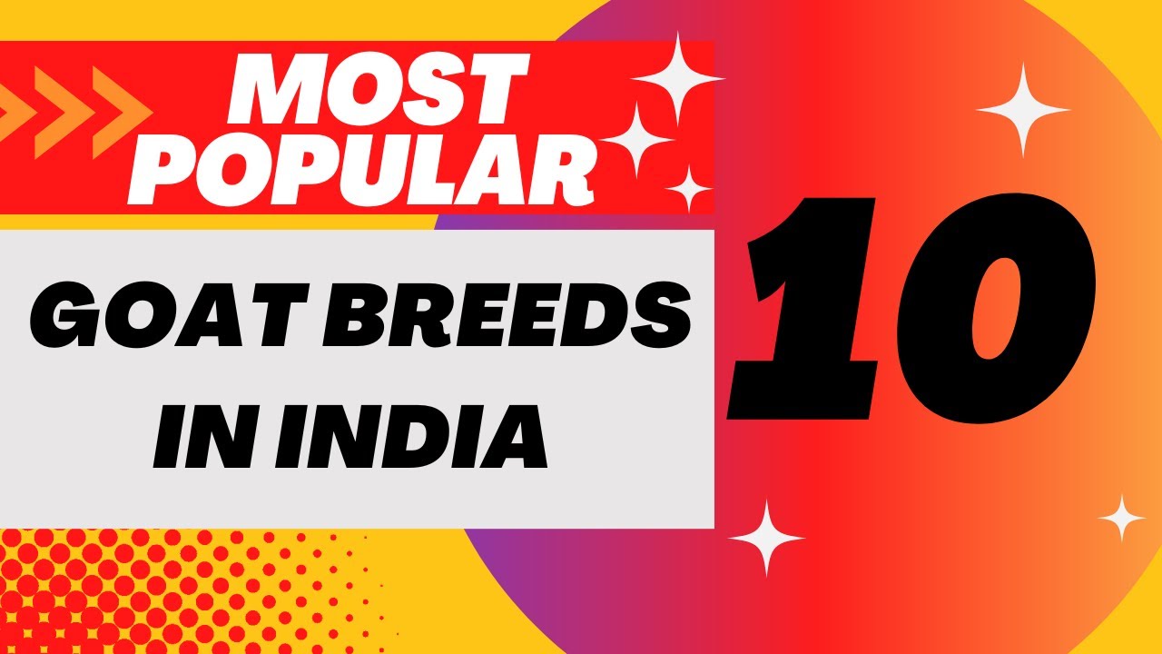 10 Most Popular Goat Breeds in India