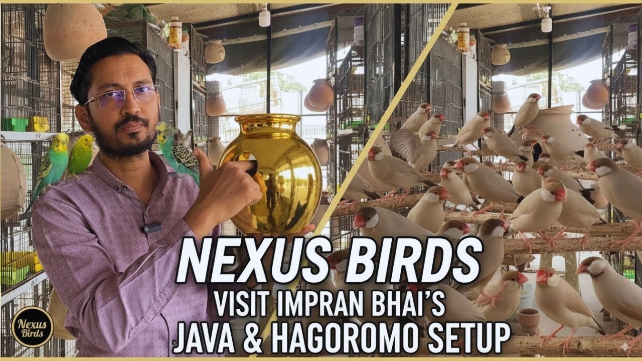 Imran Bhai's Fawn Jawa & Hagoromo Breeding Empire | Nexus Birds Exclusive Tour