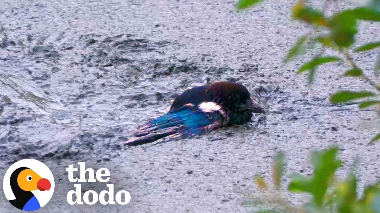 Парень забрался в глубокую грязь, чтобы спасти сороку | The Dodo