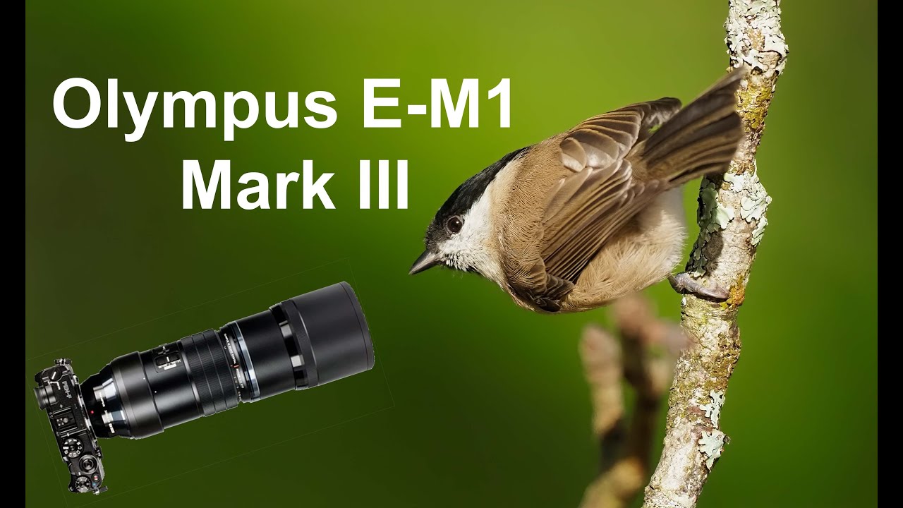 WILDLIFE PHOTOGRAPHY | First day out with the Olympus OM-D E-M1 Mark III(2020)