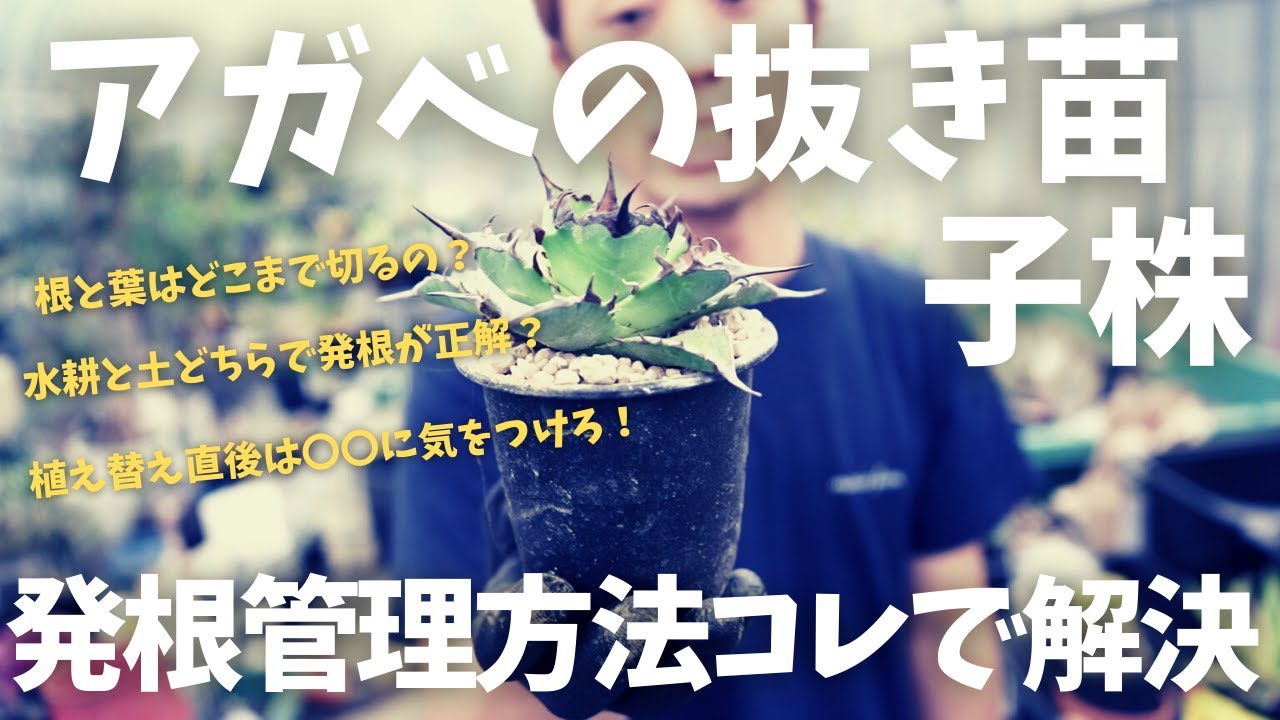 【アガベの発根管理方法】抜き苗もアガベ子株もこれ見て解決！根と葉はどれくらい切る？水耕、土どっちがよいの？を説明解説！！