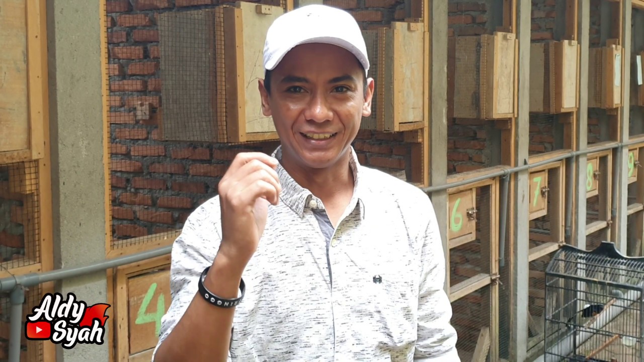 CARA MUDAH BISNIS MURAI BATU HASIL MEMUASKAN