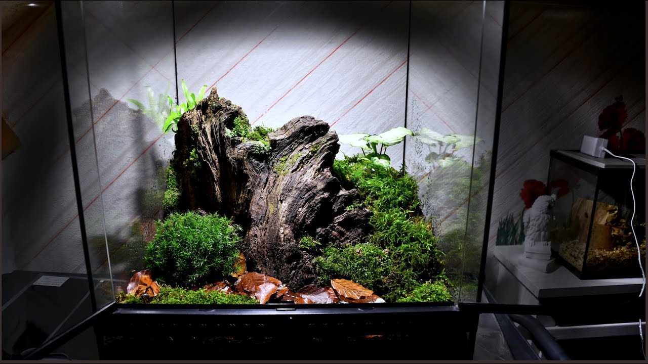 Construire un terrarium pour Iule / Mille pattes