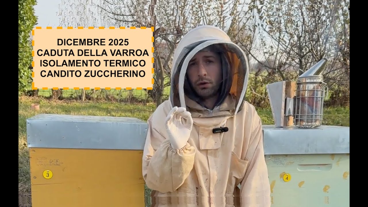 Apicoltura - dicembre 2025 - caduta della varroa - isolamento termico - somministrazione candito