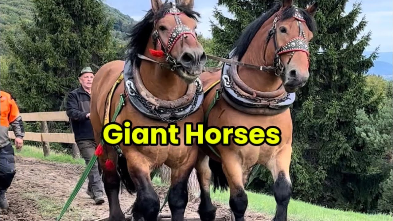 Huge Horses in Slovakia &ndash; BIG HORSES‼️